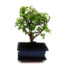 Bonsai - Portulacaria afra - Jadebaum - Afrikanischer Elefantenbaum - ca. 4-5 Jahre - Kugelform