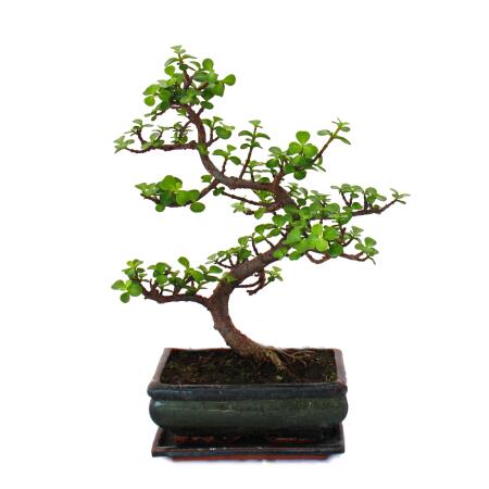 Bonsai - Portulacaria afra - Jade tree - African elephant tree - approx. 7-8 years