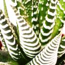 Haworthia fasciata &quot;Big Band&quot; - mittelgro&szlig;e Pflanze im 8,5cm Topf