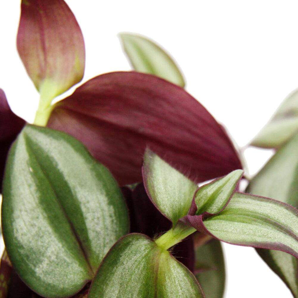 Indoor plant to hang Tradescantia Zebra herb 14cm traffic light