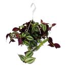 Indoor plant to hang - Tradescantia - Zebra herb - 14cm traffic light