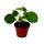 Pilea peperomioides - Glückstaler - Chinesischer Geldbaum - Bauchnabelpflanze im 7cm Topf
