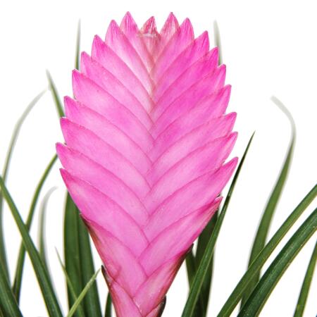 papageienblume zimmerpflanze Strelitzia reginae 80–100 cm – Paradiesvogelblume / Strelitzie – exotische  Zimmerpflanze, 2–3 Pflanzen pro Topf, 5–6 Jahre alt