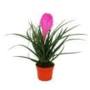 Tillandsia cyanea &quot;Anita&quot; - 9cm pot - pink flowers