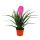 Tillandsia cyanea "Anita" - 9cm pot - pink flowers