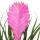 Tillandsia cyanea "Anita" - 9cm pot - pink flowers
