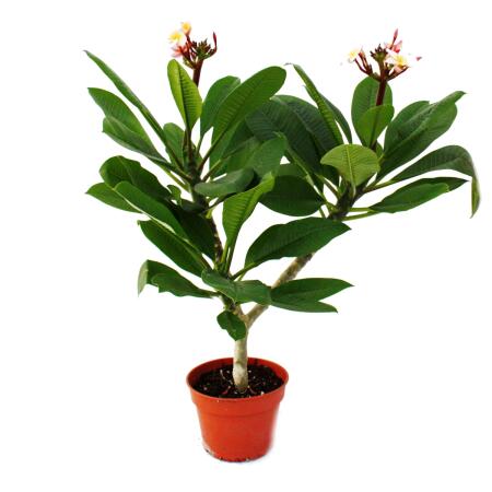 Hawaianischer Tempelbaum - Plumeria -  Überraschungsfarbe