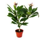 Hawaianischer Tempelbaum - Plumeria -...