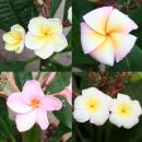 Hawaian temple tree - plumeria - surprise color