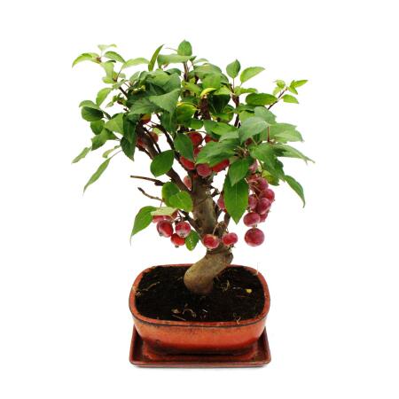 Bonsai - Apfelbaum - Zierapfel - Malus - 21cm Schale incl. Untersetze