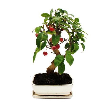bambus schirmbambus Fargesia nitida 'Black Pearl' main image 0