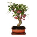 Bonsaï - pommier - pommier dornement - Malus - bol de 21 cm avec soucoupe - environ 12 ans