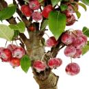 Bonsai - apple tree - ornamental apple - Malus - 21cm bowl incl. saucer - approx. 12 years old