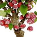 Bonsaï - pommier - pommier dornement - Malus - bol de 21 cm avec soucoupe - environ 12 ans