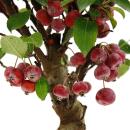 Bonsai - apple tree - ornamental apple - Malus - 21cm bowl incl. saucer - approx. 12 years old