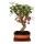 Bonsai - Apfelbaum - Zierapfel - Malus - 21cm Schale incl. Untersetzer - ca. 12 Jahre alt