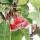Bonsaï - pommier - pommier dornement - Malus - bol de 21 cm avec soucoupe - environ 12 ans