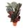 XXL-Schattenpflanze mit ausgefallenem Blattmuster - Calathea Dottie - 17cm Topf - ca. 60cm hoch