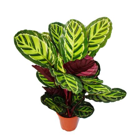 XXL plante dombrage à motif de feuilles inhabituel - Calathea roseapicta - pot de 19cm - hauteur env. 60-80cm