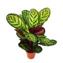 XXL shade plant with unusual leaf pattern - Calathea...