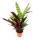 XXL-Schattenpflanze mit ausgefallenem Blattmuster Calathea lancifolia 17cm Topf ca. 60-70cm hoch