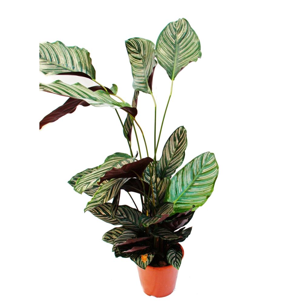 xxl shade plant with unusual leaf pattern - calathea ornata - 19cm po