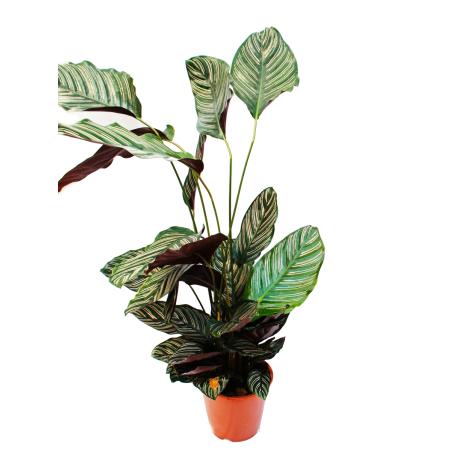 XXL-Schattenpflanze mit ausgefallenem Blattmuster - Calathea ornata - 19cm Topf - ca. 70-90cm hoch