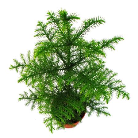 Zimmertanne - Araucaria heterophylla - 15cm Topf - ca. 40-50cm hoch