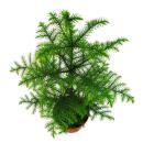 Norfolk tree - Araucaria heterophylla - 15cm pot - about...