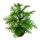 Norfolk tree - Araucaria heterophylla - 15cm pot - about  40-50cm high