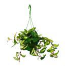 Plante dintérieur à suspendre - Hoya carnosa rubra - Fleur en porcelaine - Fleur de cire 14cm feu tricolore