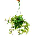 House plant to hang - Hoya carnosa rubra - Porcelain flower - Wax flower 14cm traffic light