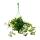 Zimmerpflanze zum H&auml;ngen - Hoya carnosa rubra - Porzellanblume - Wachsblume 14cm Ampel