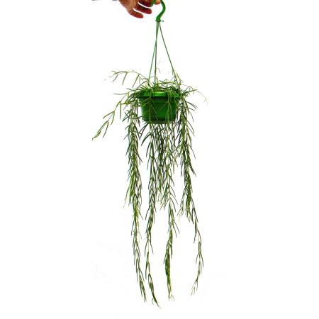 Zimmerpflanze zum H&auml;ngen - Hoya linearis - Wachsblume 14cm Ampel