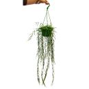Zimmerpflanze zum H&auml;ngen - Hoya linearis -...