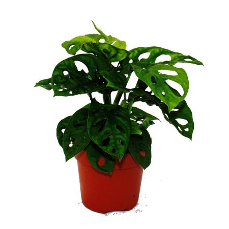 Leaflet - Monstera "Monkey Mask" - 12cm Pot