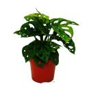 Feuille de fenêtre - Monstera "Monkey...