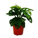 Feuille de fenêtre - Monstera "Monkey Mask" - Pot de 12cm