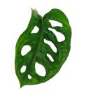 Feuille de fenêtre - Monstera "Monkey...