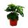 Leaflet - Monstera "Monkey Mask" - 12cm Pot