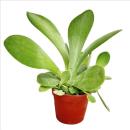 Kalanchoe thyrsiflora - medium size plant in 8.5 inch pot