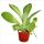 Kalancho&eacute; thyrsiflora - plante moyenne en pot de 8,5cm