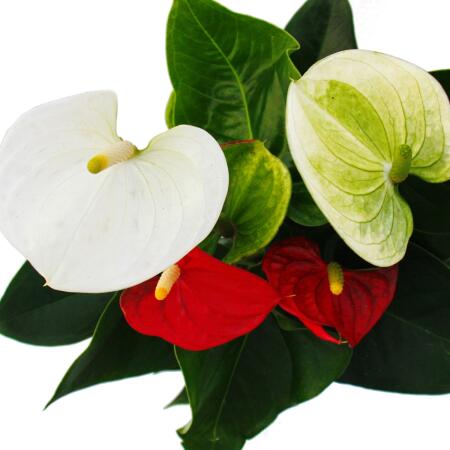 Flamingo flower "Sierra Red & Sierra White" TWINS Red/White 14cm pot