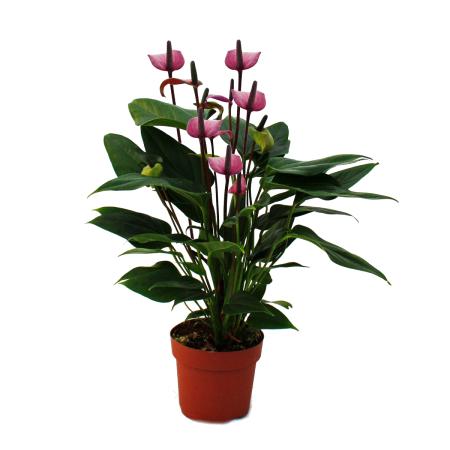 Flamingoblume &quot;Lila Fiorino&quot; violett Anthurium andreanum 12cm