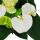 Flamingo Flower "Sierra White" white Anthurium andreanum 14cm