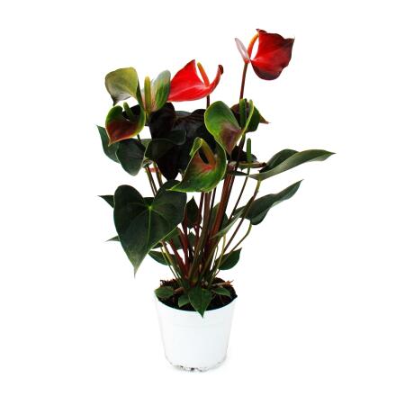 Flamingo Flower "Rainbow Champion" orange Anthurium andreanum 14cm