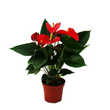 Flamingo Flower "Sierra Red" red Anthurium andreanum 14cm