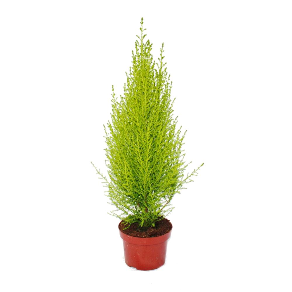 küchenrolle bambus Pandoo Küchenrolle aus 100 % Bambus – Green Cloud Nine