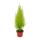 Room Cypress - Cupressus macrocarpa &quot;Goldcrest Wilma&quot; - 13cm pot
