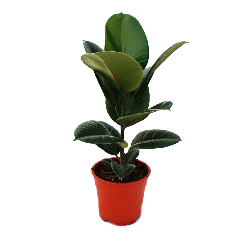 Gummibaum Ficus elastica "Robusta" 17cm Topf